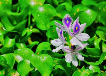 Seperti Eceng Gondok