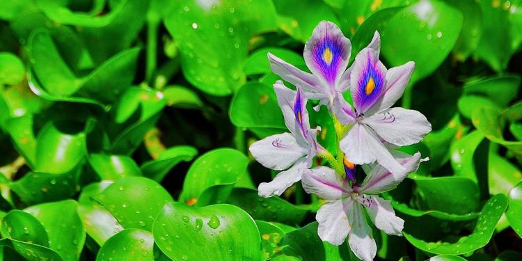 Seperti Eceng Gondok