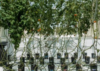 Pertanian Hidroponik Tingkatkan Prospek Pertanian Berkelanjutan di Arab Saudi