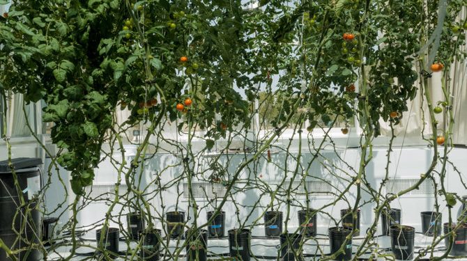 Pertanian Hidroponik Tingkatkan Prospek Pertanian Berkelanjutan di Arab Saudi