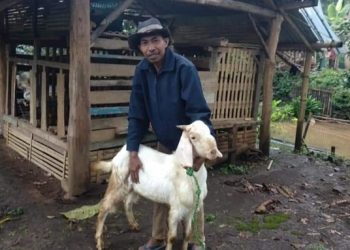 Kisah Didi, Buruh Ternak yang Kini Punya Domba Sendiri