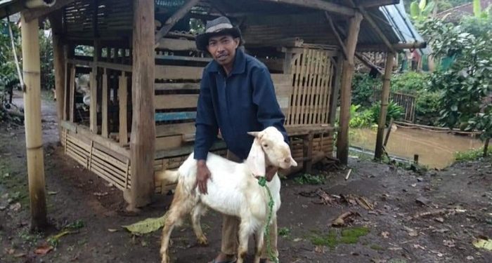 Kisah Didi, Buruh Ternak yang Kini Punya Domba Sendiri