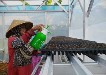 Manfaatkan Rumah Bibit, Ibu-ibu Desa Tanjungpura Semai Bibit untuk Dapur Hidup