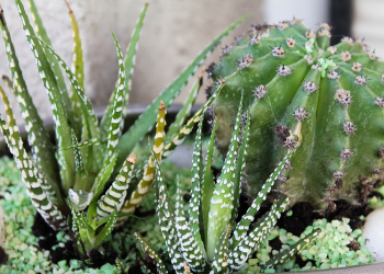 Kehati-hatian Ibnu Masud Dalam Menyampaikan Hadits