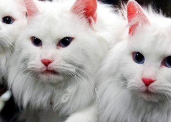 Kucing Jadi Terdakwa di Balik Puluhan Kebakaran di Korea Selatan