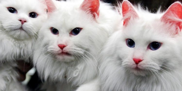 Kucing Jadi Terdakwa di Balik Puluhan Kebakaran di Korea Selatan