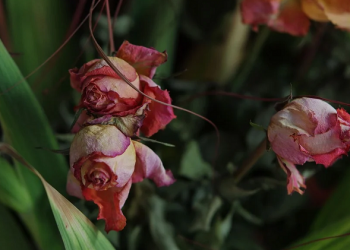 Akhir Kisah Hidup Muadz bin Jabal