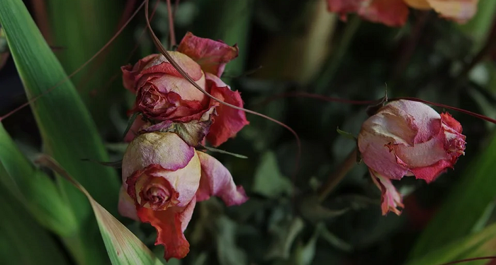 Akhir Kisah Hidup Muadz bin Jabal