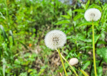 Kenapa Anak-Anak Bisa Terkena Alergi?