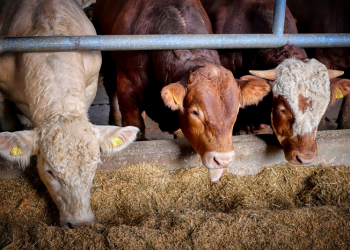 Pertemuan Abdullah bin Masud dengan Rasulullah Pertama Kali