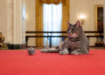 Presiden AS Menyambut Willow Si Kucing ke Gedung Putih