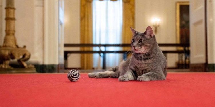 Presiden AS Menyambut Willow Si Kucing ke Gedung Putih