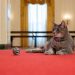 Presiden AS Menyambut Willow Si Kucing ke Gedung Putih