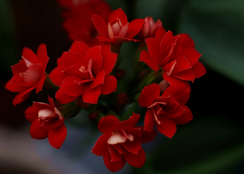 Kabsyah binti Rafi, Ibunda Pemuka Anshar