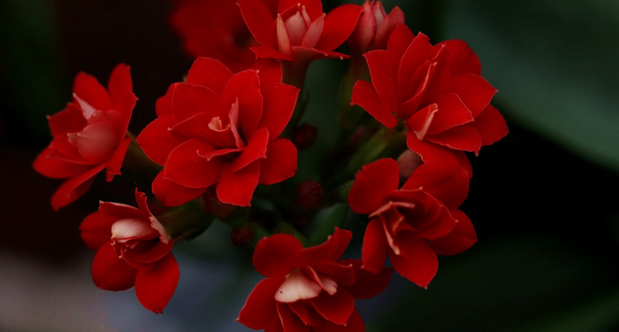 Kabsyah binti Rafi, Ibunda Pemuka Anshar