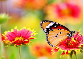 Kita bersama dengan Apa yang Kita Cintai