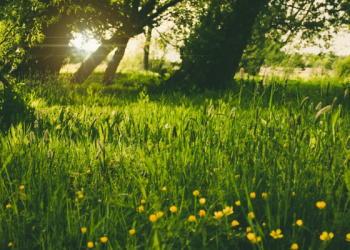 Tafsir Al-An’am Ayat 162 dan 163