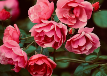 Mengajarkan Akidah Sejak Dini