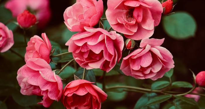 Mengajarkan Akidah Sejak Dini