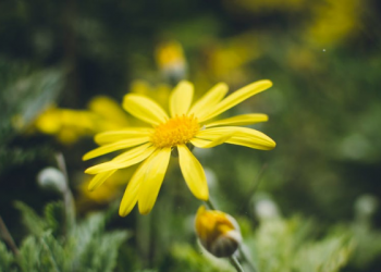 Syarat-syarat Diperbolehkan Ruqyah