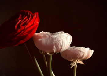 Cara Bergaul dengan Lawan Jenis