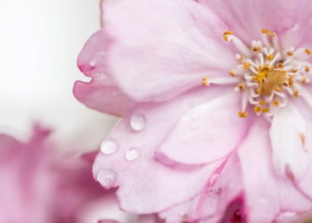 2 Bentuk Penyampaian Firman Allah dari Jibril