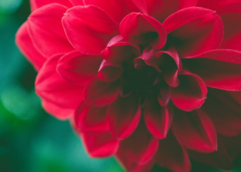 Julukan-julukan yang Diberikan untuk 4 Khalifah