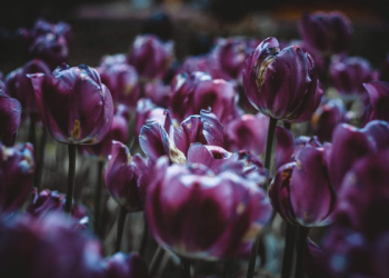 Kisah Wanita Salaf Rutin Berdoa Selama 30 Tahun