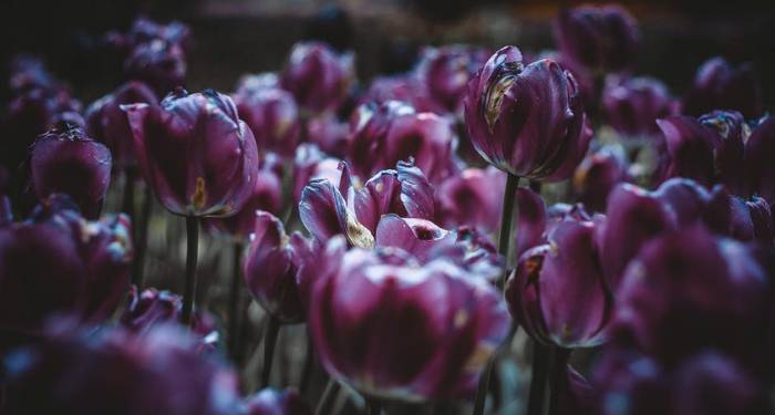 Kisah Wanita Salaf Rutin Berdoa Selama 30 Tahun