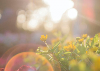 Pakar Kesehatan Jiwa UGM Ungkap Sinar Matahari Pengaruhi Suasana Hati