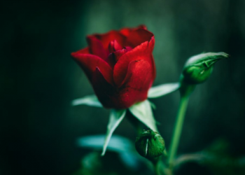 3 Alasan Allah Menciptakan Manusia