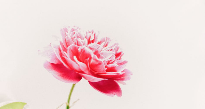 Di antara Kenikmatan Surga