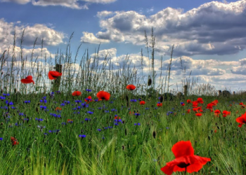 Kedudukan Seseorang di Surga Berdasarkan Amalannya