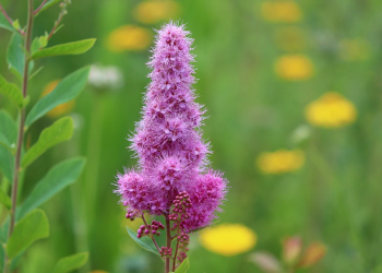 Ummu Waraqah Binti Al-Harits, Wanita Penghimpun Al-Qur'an