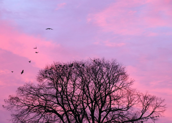 Al-Baqoroh 270: Kewajiban Menunaikan Nazar