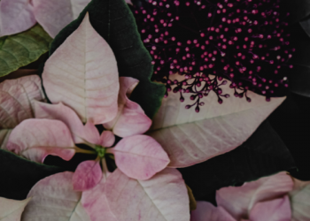 Hukum Berpindah Mazhab