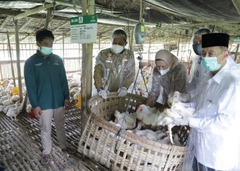 Balai Ternak BAZNAS di Kebumen dan Purworejo Hasilkan 30.638 Ayam