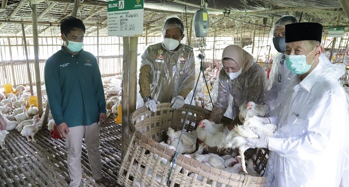 Balai Ternak BAZNAS di Kebumen dan Purworejo Hasilkan 30.638 Ayam