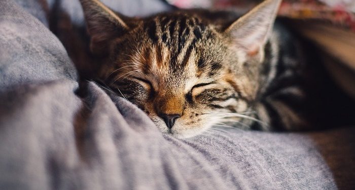 Apakah Boleh Kucing Diberikan Obat untuk Manusia?