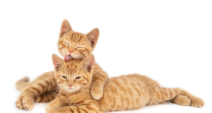 Manfaat Memiliki Hewan Peliharaan bagi Anak