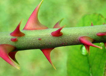 Shafiyyah binti Abdul Muththalib, Ibunda yang Melahirkan 1000 Prajurit
