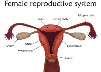 3 Penyakit yang Sering Terjadi pada Organ Reproduksi Perempuan