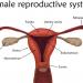 3 Penyakit yang Sering Terjadi pada Organ Reproduksi Perempuan