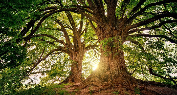 Ummu Hisyam, Penghuni Surga yang Lahir dari Keluarga Penuh Berkah