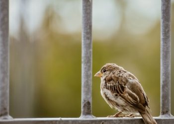 4 Bukti Mencintai Kebaikan