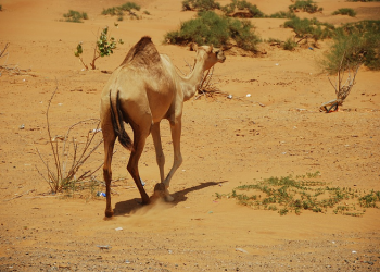Allah Sangat Bahagia dengan Taubat Hamba-Nya