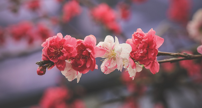 Anugrah Allah Bagi Orang yang Bertaubat