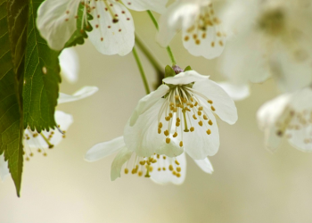 Tetap Menghafal Walaupun Disibukkan dengan Pekerjaan