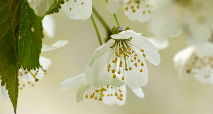 Tetap Menghafal Walaupun Disibukkan dengan Pekerjaan