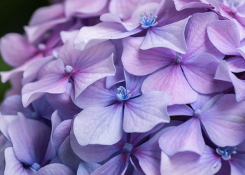 Kedudukan Ar-Rubayyi' binti Mu'awwidz Di Mata Rasulullah